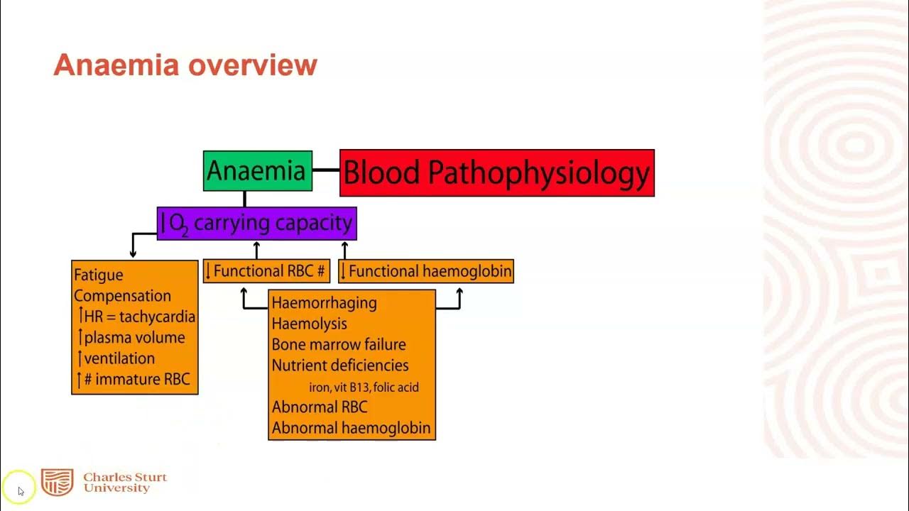 Anaemia & Polycythaemia YouTube