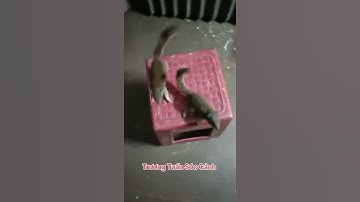 Sóc bông - Trương Tuấn Sóc Cảnh