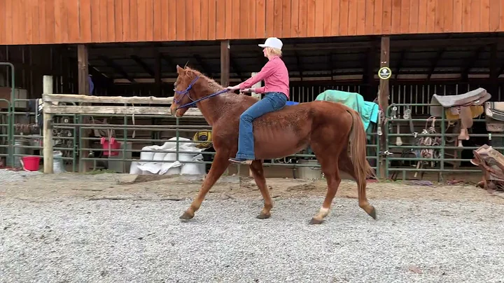 3629- sorrel TWH gelding 25yr old $575 Deadline 12/29/25 