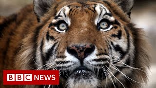 Siberian Tiger Roams Around Chinese Village - Bbc News
