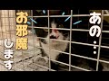家の前をうろちょろしてた黒白猫…ついに保護しました。