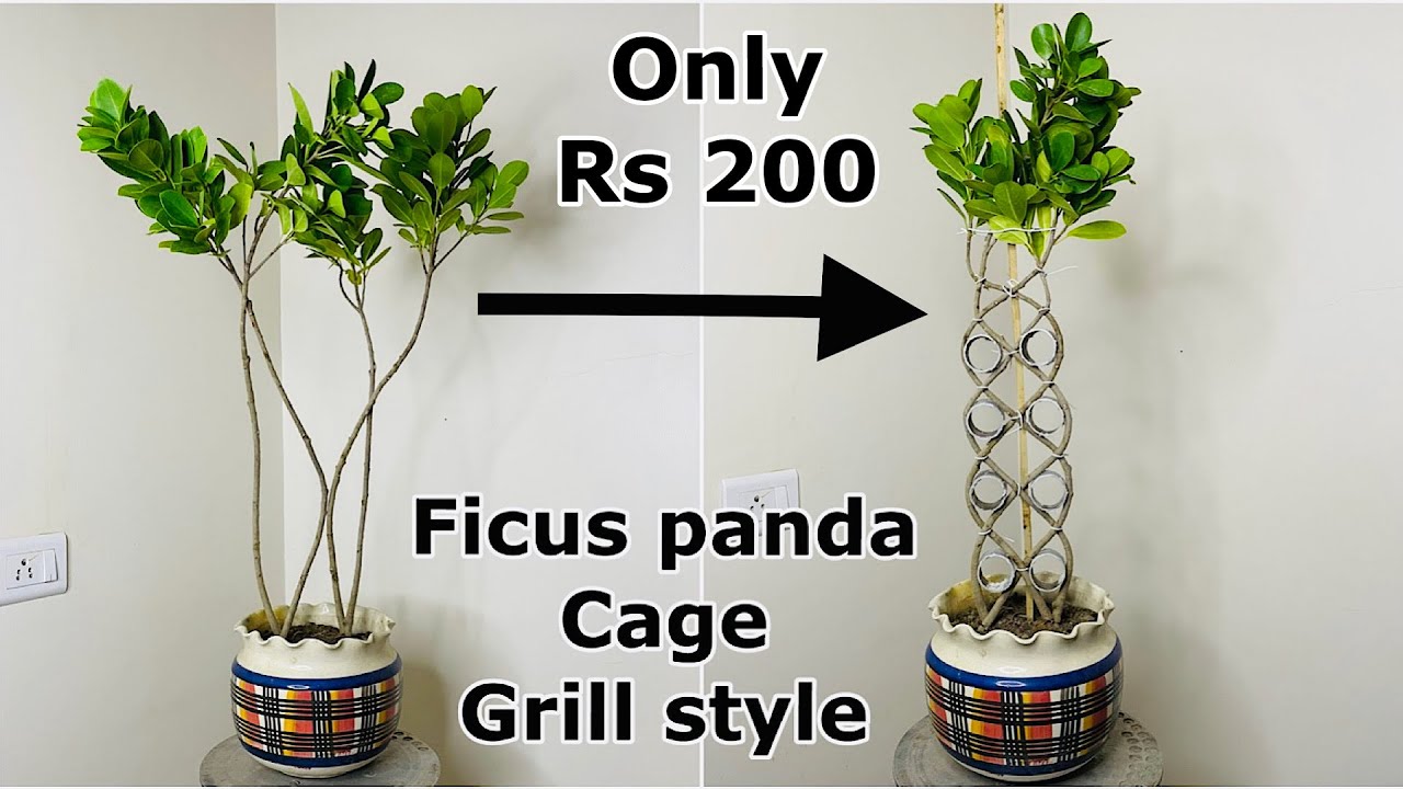 Ficus cage plant bonsai | Ficus plant grill design | only rs 200