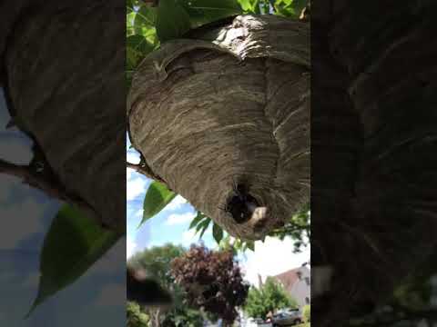 faced hornet bald nest removal