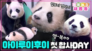 [#새롭동물농장] 우리 이제 같이 살아요~ 아이바오&쌍둥바오 첫 합사하는 날! / EP.1150 #TV동물농장 #AnimalFarm #SBSstory