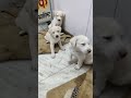 Feeding new born Puppies afternoon meal for cutie puppies