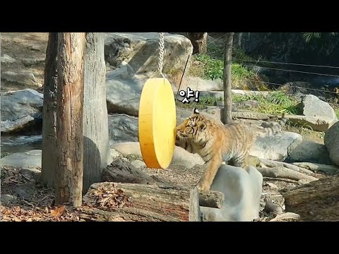 오둥이 둘째 &amp;#39;다운&amp;#39;이의 보름달 놀이🌕 | 에버랜드 #<strong>타이거밸리</strong> (Everland Tiger Valley)