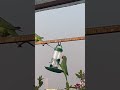 Lovely morning 😀😀|| #parrot #terracegarden