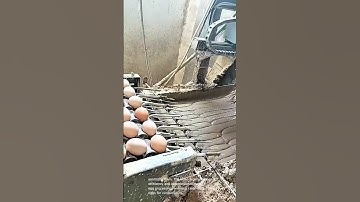 Egg Washing Machine: Automated Egg Cleaning Process