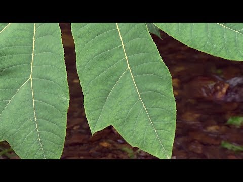 Video: Información de la planta Gunnera - Cómo cultivar plantas Gunnera