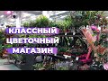 Обзор Большого Цветочного Магазина » Комнатные Растения в г. Екатеринбург