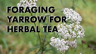 Foraging Yarrow for Herbal Tea