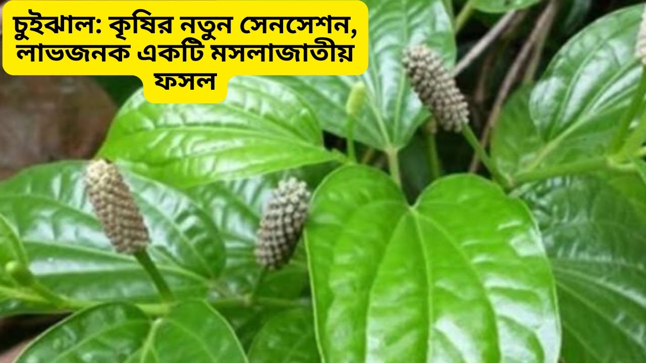 চুইঝাল: কৃষির নতুন সেনসেশন | লাভজনক একটি মসলাজাতীয় ফসল | Chuijhal ...