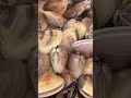 BIG SHELL | SEAFOODS | GRILLED CLAMPS DELICIOUS SMELL | ENOSHIMA JAPAN #enoshima