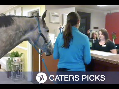 Horse Checks Into Hotel - A horse coach tested a hotel’s pet-friendly policy by checking in a dappled grey mare.