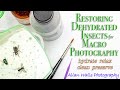 Restoring Dehydrated Insects for Macro Photography