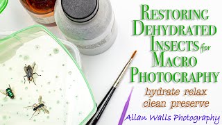 Restoring Dehydrated Insects for Macro Photography