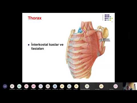 TF.D2.K2.11 Thorax