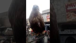 #sound #female #vlog #birds #madi #صوت #shikari #eagles #eagle #tranding #turkey #iraq screenshot 5