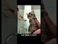 YO BUNNY - YO DOG CAT!!