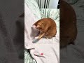 cute cats part 2 #funny #cutecats #kittys #cat #animals