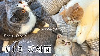 【3匹目のお迎え編②】子猫のニノンがピノウフとご対面  #エキゾチックショートヘア #子猫 #kitten #エキゾチックショートヘア