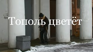 Тополь цветёт. Фильм. Анатолий Алексеевич Васильев. Искусствовед Владимир Васильев Тополь цветёт. Фильм. Анатолий Алексеевич Васильев. Искусствовед Владимир Васильев