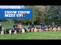 We went to a huge Chow Chow meet up!