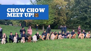 We went to a huge Chow Chow meet up!