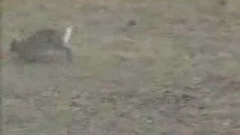 Rabbit VS snake most viewed 1