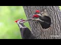 نقار الخشب قدرات خارقة عند نقار الخشب كيف يمكنه بنمقاره الصغير اختراق الخشب و الاشجار 