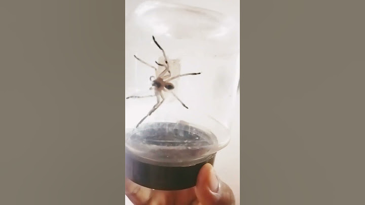 spider vs mosquito