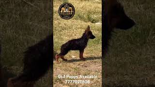 #gsds #tranding #shortvideo #puppy #germanshepheard #shortsviral #pets #cute #love #gsdpuppy #gsd