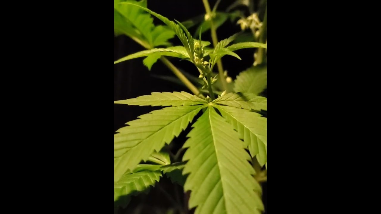 Male cannabis plant and its pollen sacs (can't show plant balls 18+ age restriction 😆 ) 