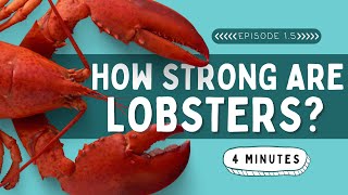How Strong Are Lobsters? Animal Facts For Kids