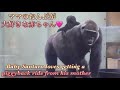 おんぶ大好き♪ママの背中に乗りながら帰宅する甘えん坊の赤ちゃんゴリラ⭐️Gorilla【京都市動物園】Santaro loves riding on his mother's back!