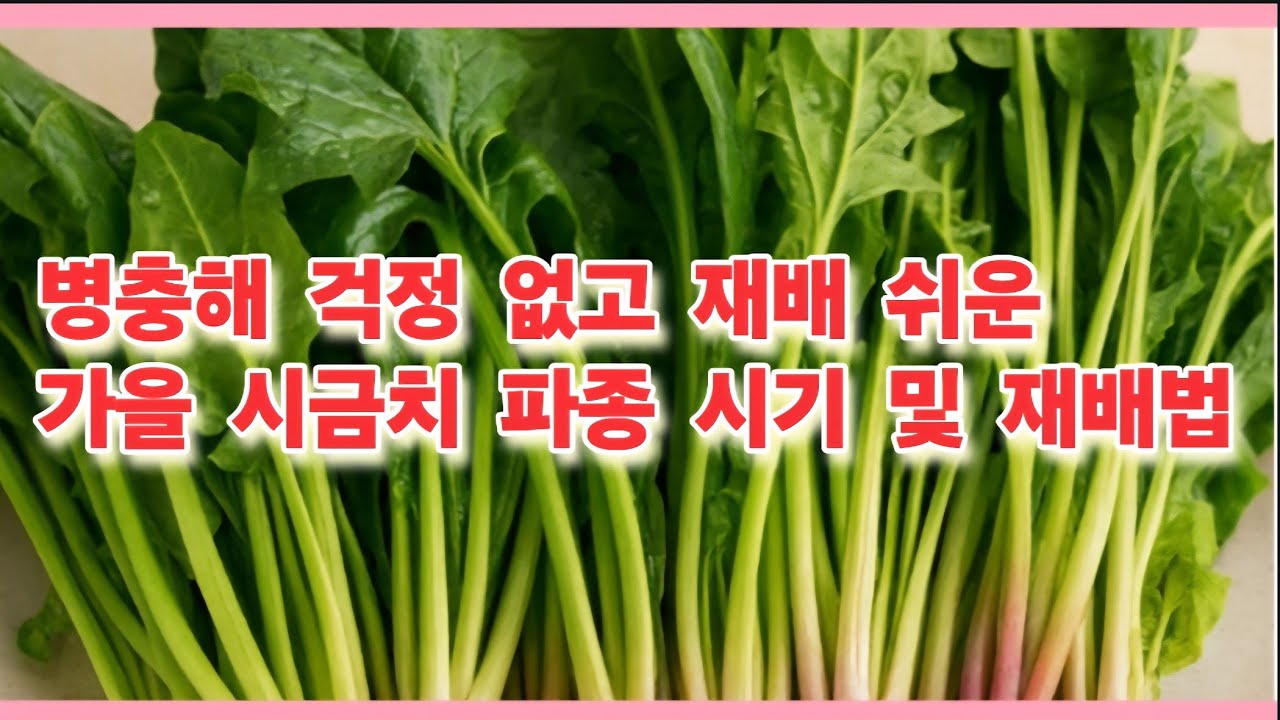 가을, 겨울 시금치 파종 시기 및 병충해 걱정없이 재배법(농사의신) - YouTube