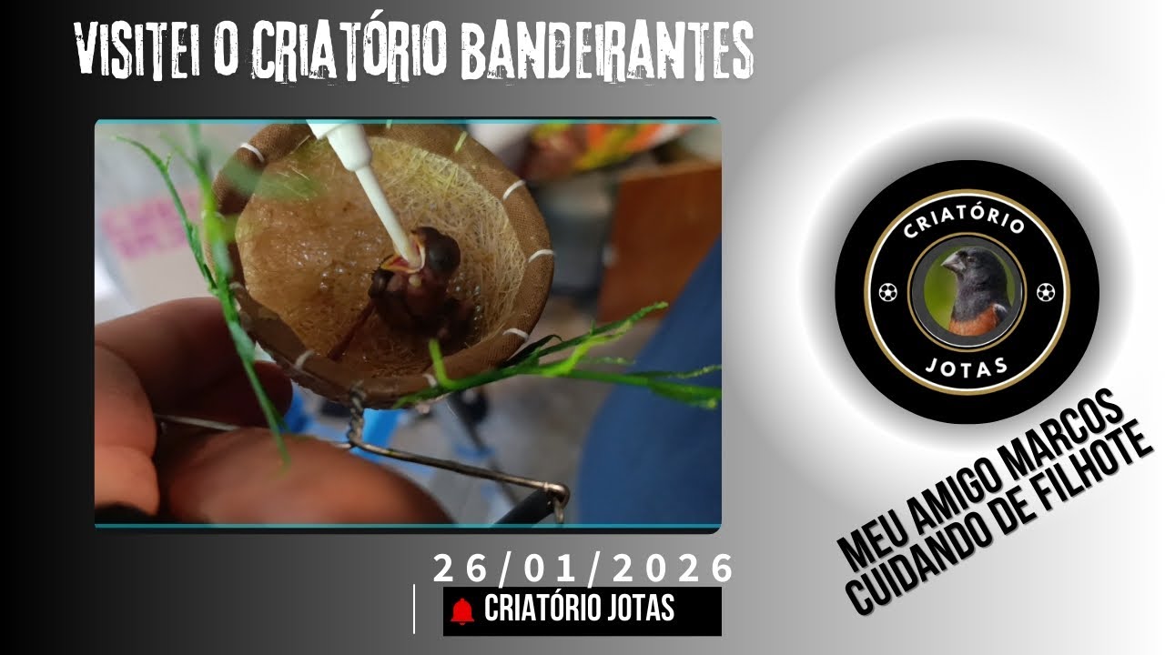 Meu amigo Marcos do Criatório Bandeirantes cuidando de. filhote de curió 