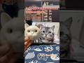 The base mold making and facial features shaping of American Shorthair cat. #cat #woolencraft