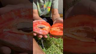 I still can't believe a tree can grow fruit with a flavor this amazing... I still can't believe a tree can grow fruit with a flavor this amazing...