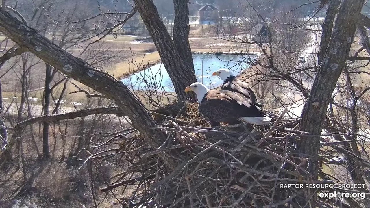 Decorah Eagles: HD and HM2 work in the nest( N6) -- 2026 02 12