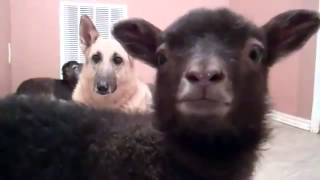 goat say YEAH! LOL