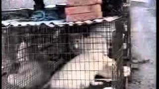 Chinese Fur Farms Cruelty. WARNING: This video might be inappropriate for children.