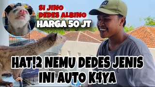 BERBURU DAPAT DEDES JENIS INI AUTO K4YA MENDADAK