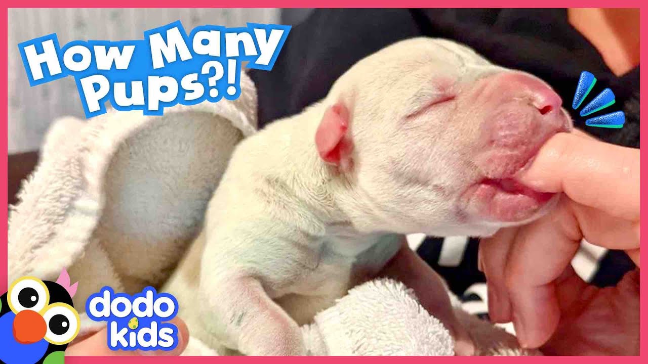 Wait — HOW MANY Puppies Were Born? | Dodo Kids | Rescued