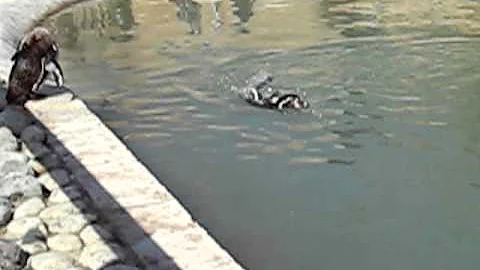 funny Penguin