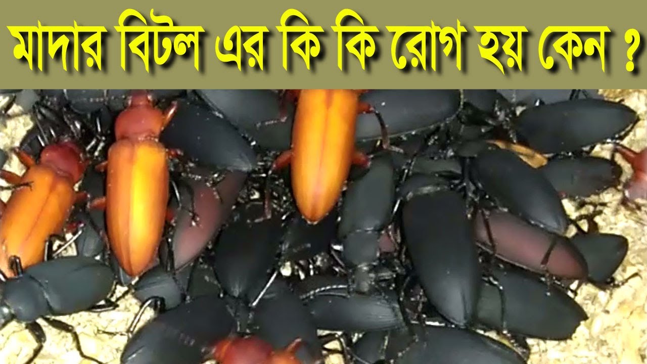 Bitol Insects মাদার বিটল এর কি কি রোগ হয় কেন ?।। bitol poka/বিটল পোকা/সমন্বিত কৃষি ...