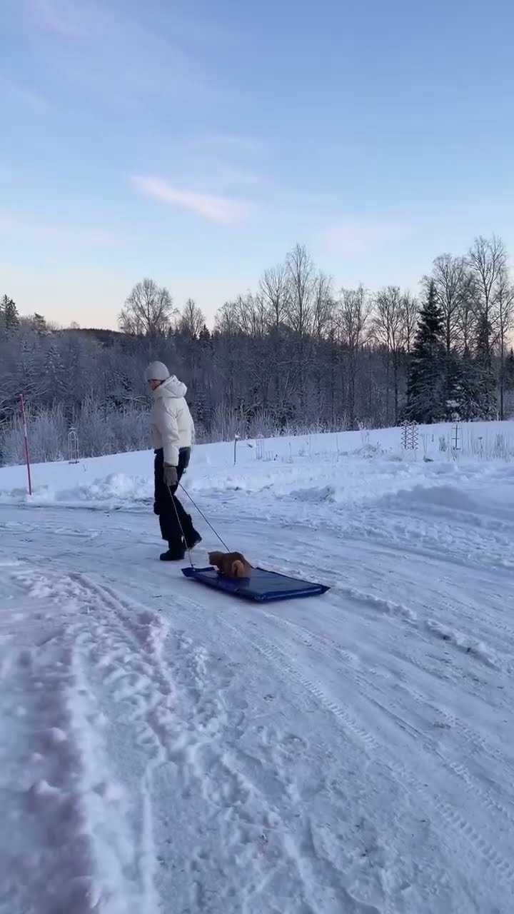 Top des vidéos très mignon ♥️ ❄️ ♥️ ❄️