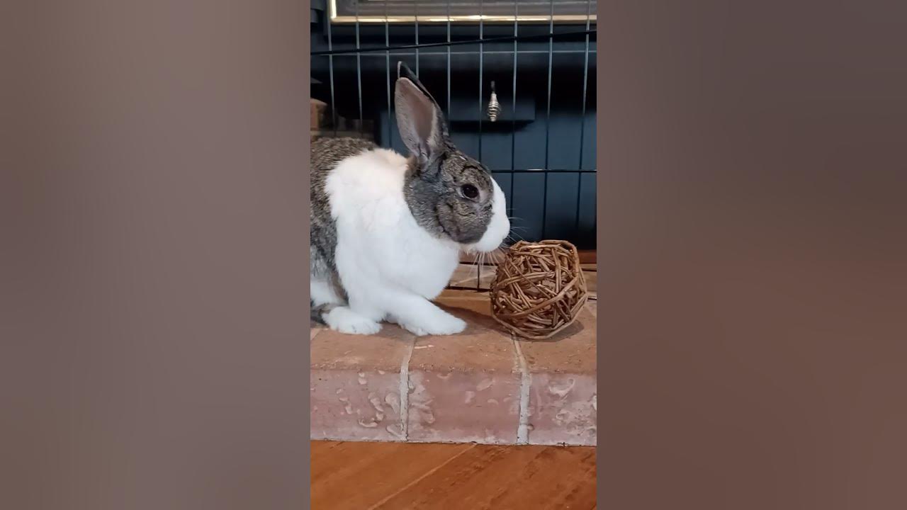 Bunny sneezes a lot youtube