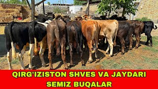 QIRG’IZISTON SHVES BUQALARI 90-629-99-01 KELDI ARZONCHIGA