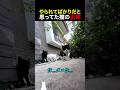 やられてばかりだと思ってた猫の正体